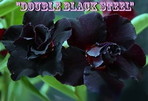 Adenium Obesum \'Double Black Steel\' x 5 Seeds